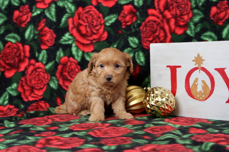 puppy, for, sale, Morkie-Poo, Matthew B. Stoltzfus, dog, breeder, Gap, PA, dog-breeder, puppy-for-sale, forsale, nearby, find, puppyfind, locator, puppylocator, aca